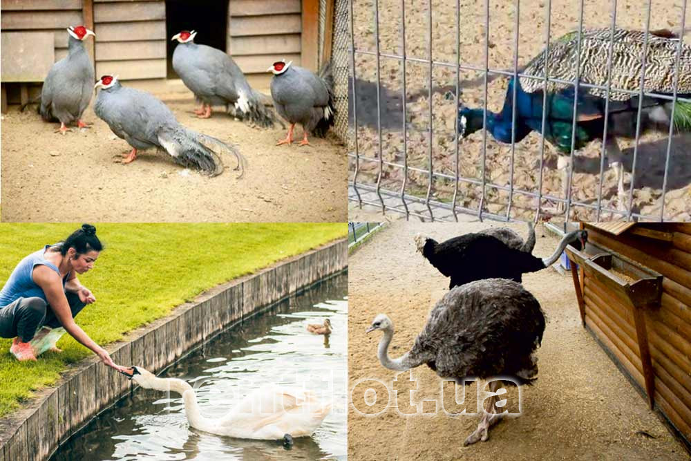 Увеличить фото птиц зоопарка в Межигорье Птицы зоопарка в Межигорье