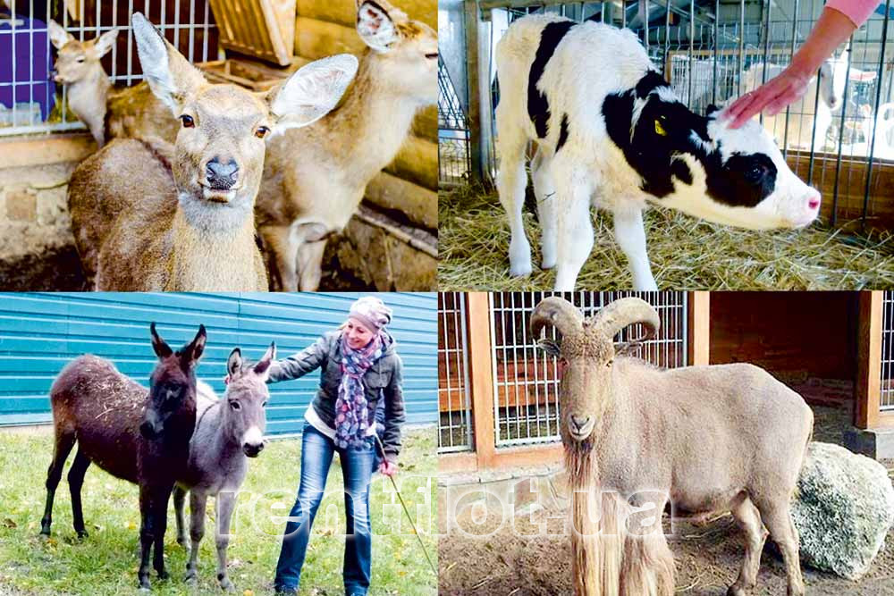 Увеличить фото зверей зоопарка в Межигорье Звери зоопарка в Межигорье