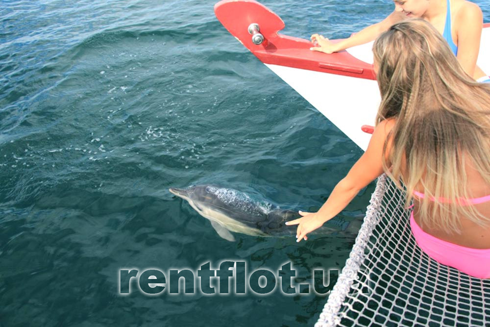 Enlarge the photo of the meeting with the dolphin on the Aladdin catamaran Meeting with a dolphin on the Aladdin catamaran