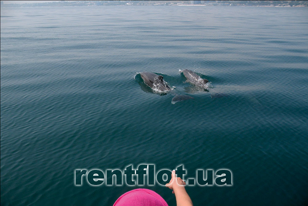 Enlarge photo of dolphins near Sindbad catamaran Dolphins next to the Sindbad catamaran